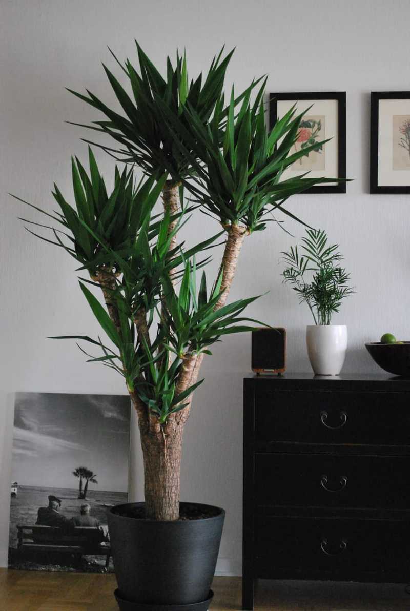 Scintillate your apartment with Eye-catching indoor plants
