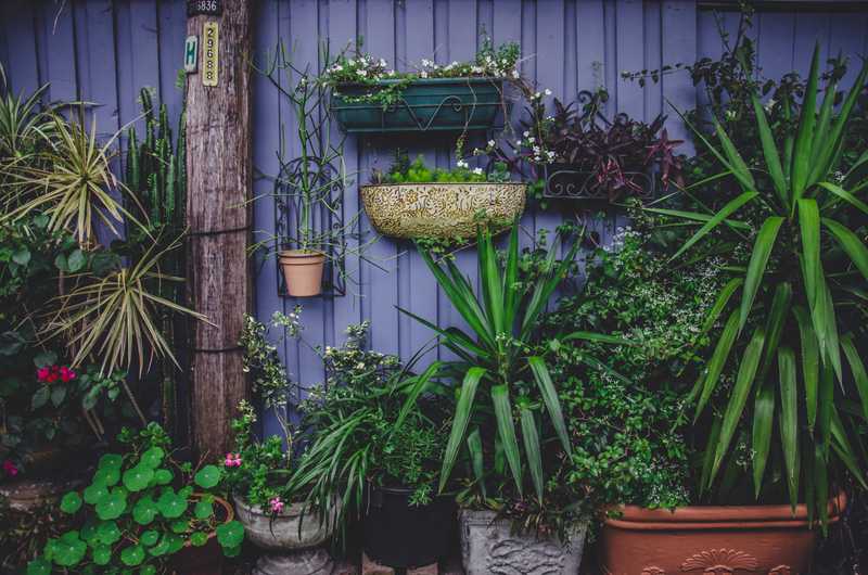 Stellar Guide to Apartment Gardening