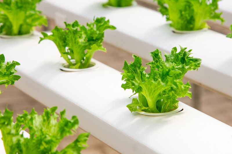 Hydroponics in Flats